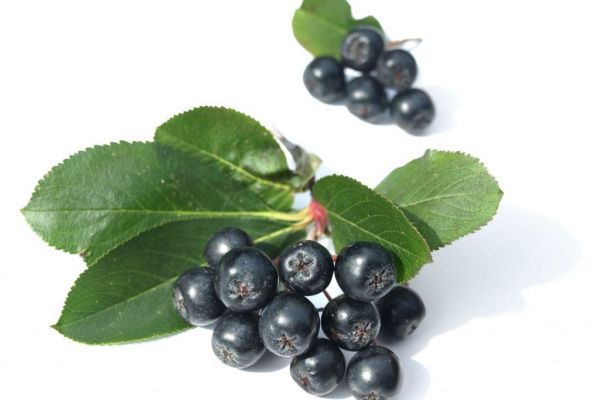 Italian Producers Invest In Aronia Berry Production