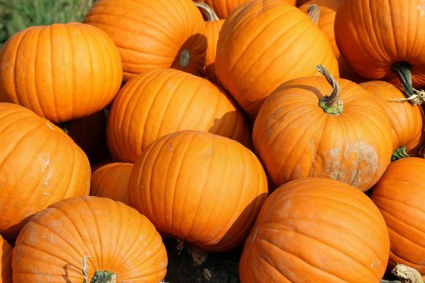 Asda Anticiaptes Promising Pumpkin Harvest