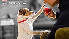 Nestlé Purina Promotes Working With Pets