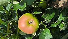 Tesco Helps Apple Farmers Hit By 'Frost Ring'