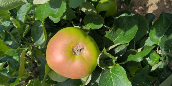 Tesco Helps Apple Farmers Hit By 'Frost Ring'