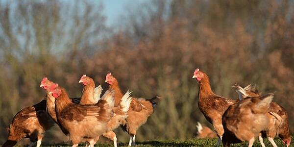 Coop, M&S, Migros, Waitrose Named Top Retailers For Farm Animal Welfare