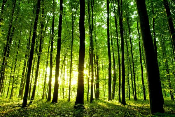 Consumer Goods Forum's Forest Positive Coalition Launches 'Taking Root' Report
