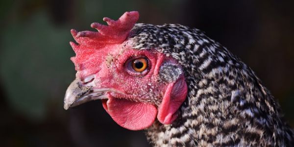 Brazil's BRF Enters Turkish Poultry Market With Banvit Acquisition