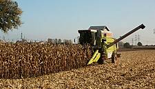 Brazilian Corn Prices Expected To Drop In Q1