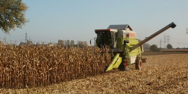 Brazilian Corn Prices Expected To Drop In Q1