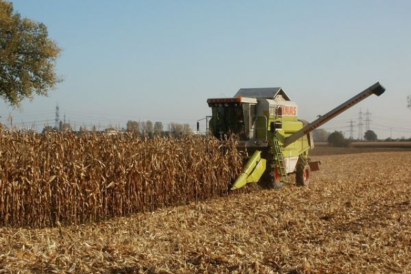 Brazilian Corn Prices Expected To Drop In Q1