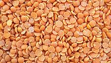 Booming Lentil Prices Are Back After Canadian Harvest Washout