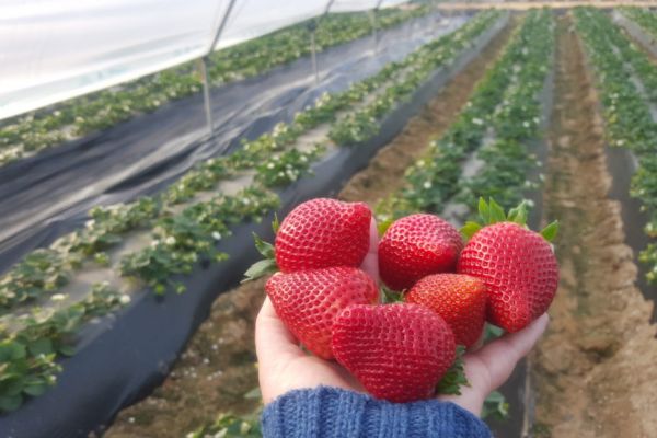 New Season For Calinda Strawberries Is 'Raring To Go', Says Special Fruit