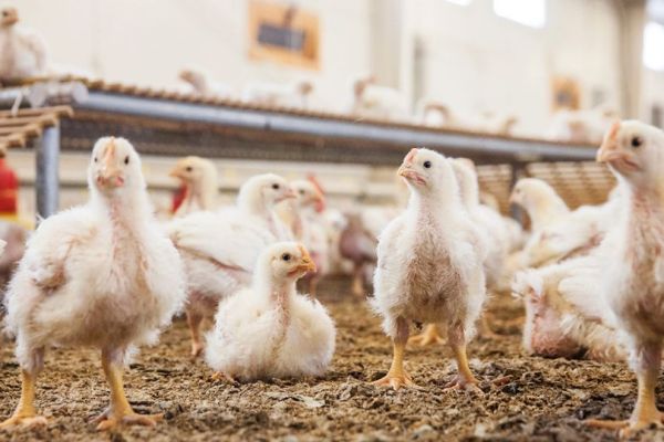 Migros Rewarded For Commitment To Animal Welfare