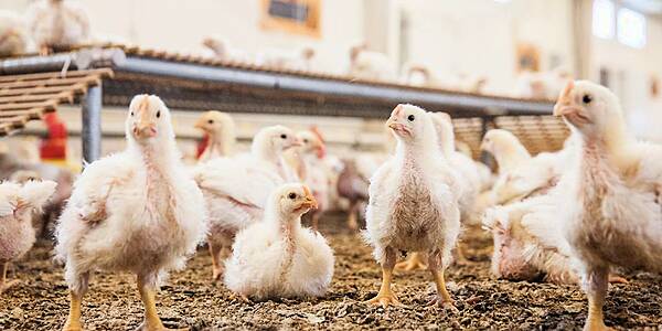 Migros Rewarded For Commitment To Animal Welfare