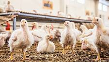 Migros Rewarded For Commitment To Animal Welfare