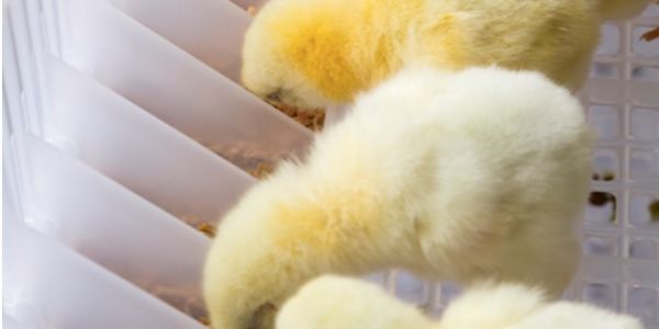 Ukrainian Poultry Firm MHP Warns On Export Challenges, Scraps Outlook