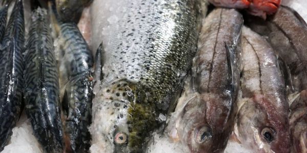 WTO Talks: What's At Stake On Fishing Rules?