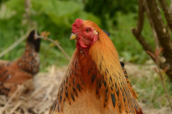 Chicken Fight Rocks South Africa-Europe Trade Relations