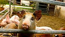 China's Pork Output To Fall By At Least 20% In 2019: FAO