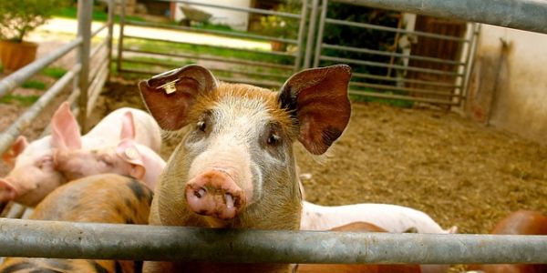 Brazil's Frimesa To Make Significant Investment In Pork Meat Production