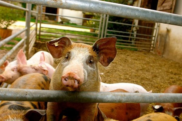 China's US Pork Imports Plunge In 2018 As Trade War Bites