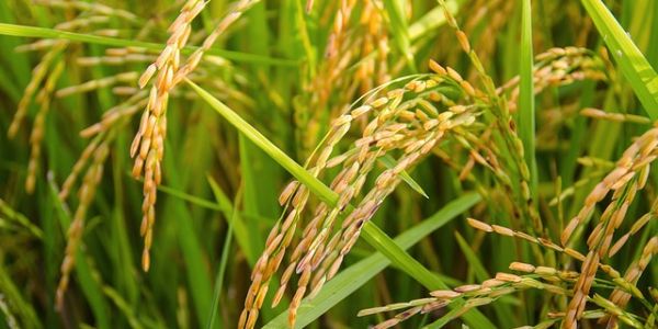 Dixy Group Own-Brand Rice Receives Russian Quality Mark