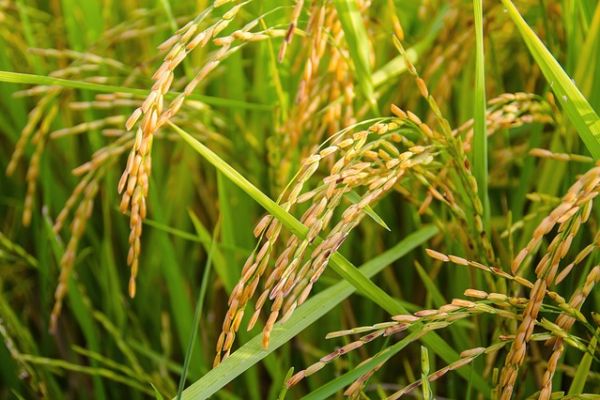 Italian Ministry Of Food Plans Compulsory Label For Rice Origin