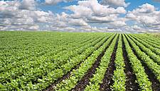 Finland's Kesko Commits To Using Responsibly-Produced Soy