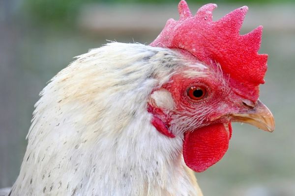 Global Bird Flu Crisis To Increase Brazilian Chicken Exports