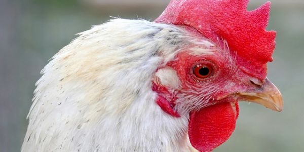 Global Bird Flu Crisis To Increase Brazilian Chicken Exports