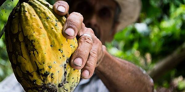 Heavy Rain Boosts Ivory Coast Cocoa Mid-Crop, But Raises Fears Of Mould