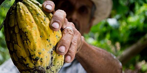 Ivory Coast Rains Spur Cocoa Mid-Crop After Dry Spell