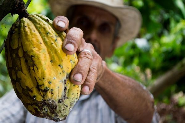Cocoa Rout Raises Concern Some Farmers Will Return To Cocaine