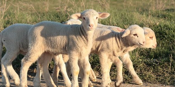 Brazil's Minerva, Saudi Arabia's SALIC Buy Australian Lamb Company