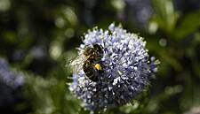 Tesco Manager Negotiates Sweet Deal For Cornish Bees