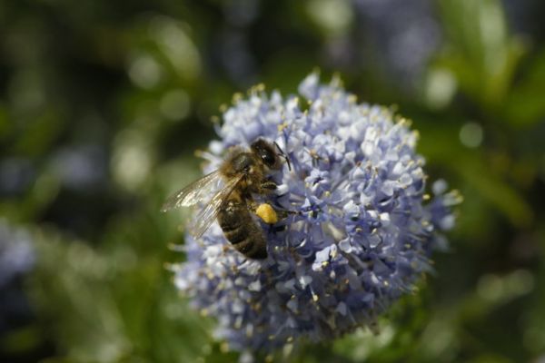 Tesco Manager Negotiates Sweet Deal For Cornish Bees