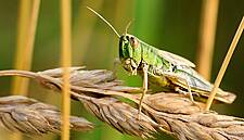 Kenya Warns Locust Swarm Is Spreading, Threatening Food Security