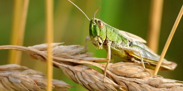 Uganda Sprays Locust Swarms To Protect Coffee Crop, Livestock