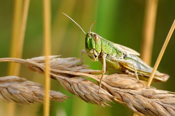 Kenya Warns Locust Swarm Is Spreading, Threatening Food Security