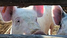 Thai CPF To Acquire Canadian Pork Producer HyLife For $372 Million