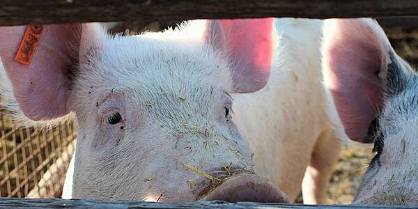 China's Pork Imports Surge In May, Near Three-Year High