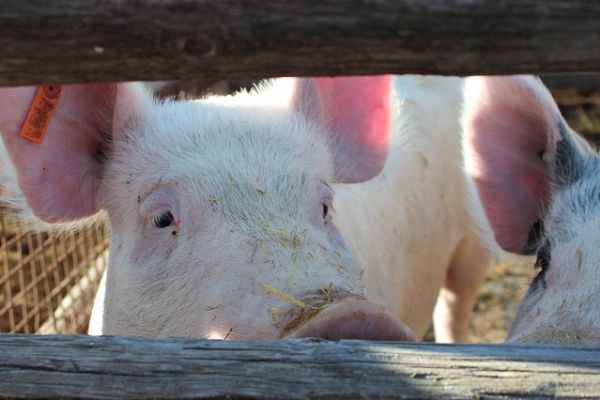 China's Pork Imports Surge In May, Near Three-Year High