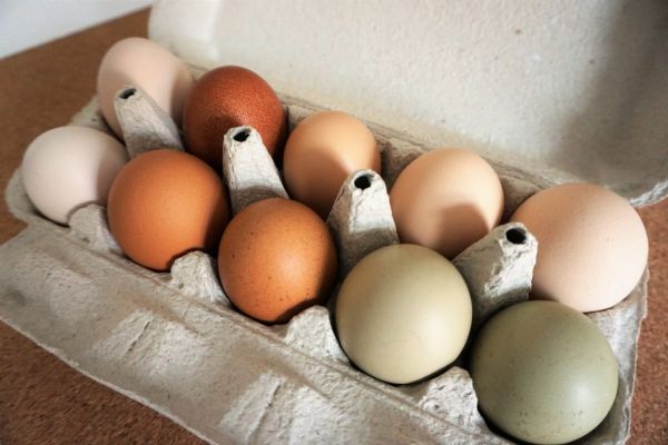 Over 28 Million Potentially-Tainted Eggs Entered Lower Saxony: Reports