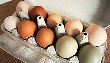 Over 28 Million Potentially-Tainted Eggs Entered Lower Saxony: Reports