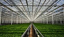 Waitrose To Offer UK-Grown Salad Leaves Year-Round