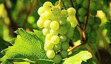 Campari Group Sells Château De Sancerre Winery