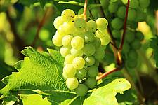 Withering On The Vine? Coronavirus Compounds Southern Italy's Woes