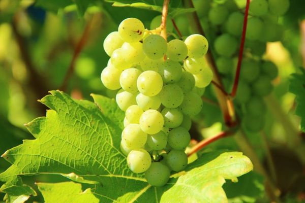 Campari Group Sells Château De Sancerre Winery