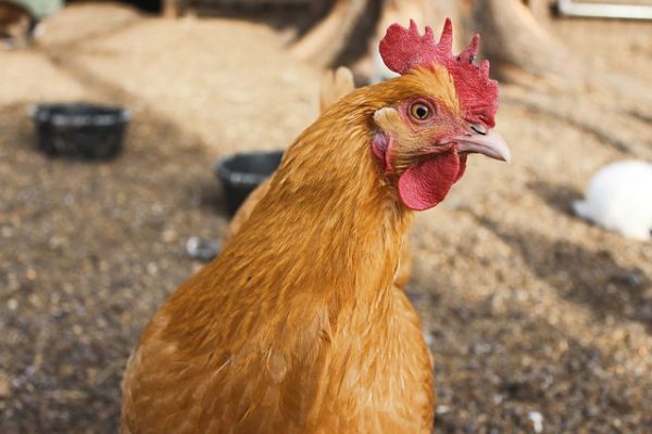 Brazil's Second-Biggest Chicken Buyer Adds Checks On Meat