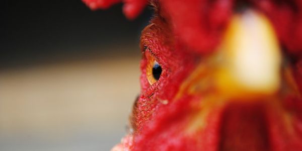 Slovakia Reports Bird Flu Outbreak, Czech Republic To Keep Poultry Indoors
