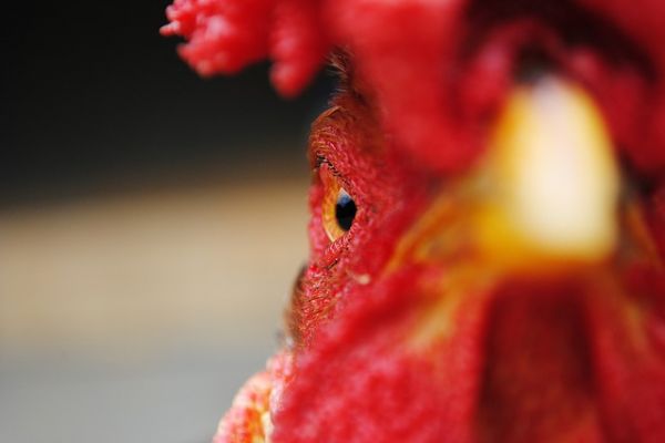 Bird Flu Prompts Quarantines As Chicken Farmers Fight Back
