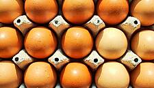 Carrefour Italia Stops Sale of Eggs From Caged Hens