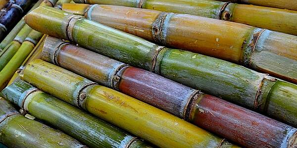 Indian Sugar Mills Owe Record $4.38bn To Cane Growers